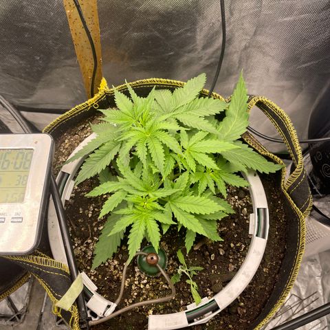 Future 1 photo growlog photo: Looking good after lst. 