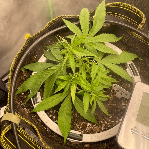 Future 1 photo growlog photo: 5 pm 