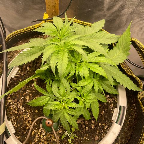 Future 1 photo growlog photo: 5 pm 