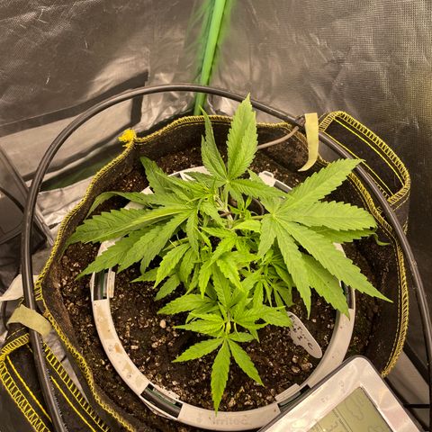 Future 1 photo growlog timeline photo
