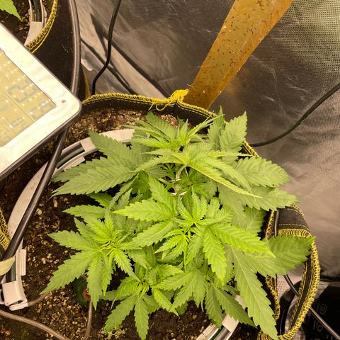 Future 1 photo growlog timeline photo