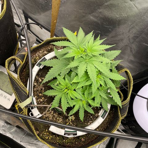 Future 1 photo growlog timeline photo