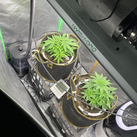 Future 1 photo growlog timeline photo