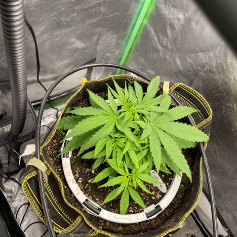 Future 1 photo growlog timeline photo