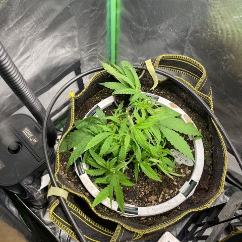 Future 1 photo growlog timeline photo