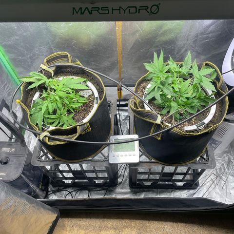 Future 1 photo growlog timeline photo
