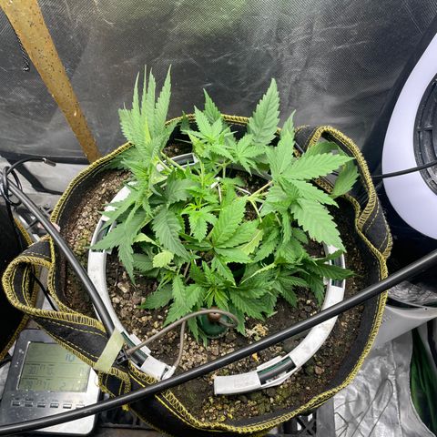 Future 1 photo growlog timeline photo