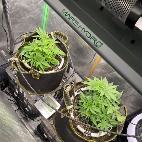 Future 1 photo growlog timeline photo