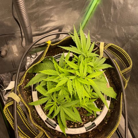 Future 1 photo growlog timeline photo