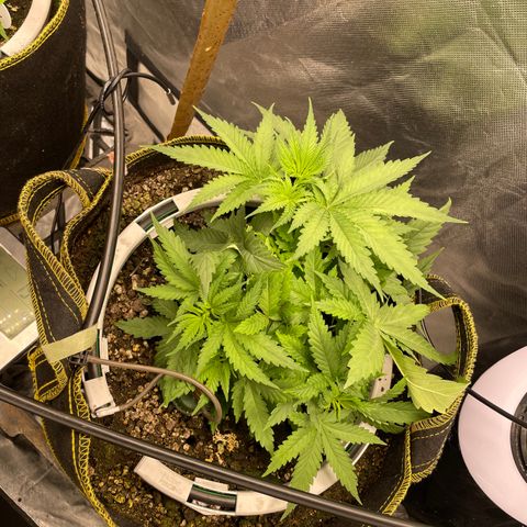 Future 1 photo growlog timeline photo