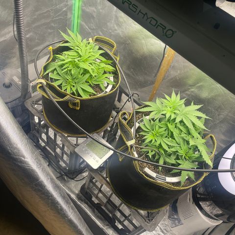 Future 1 photo growlog photo: Doing ok considering the heatwave. 