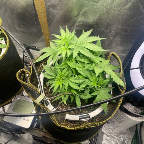 Future 1 photo growlog photo: Doing ok considering the heatwave. 