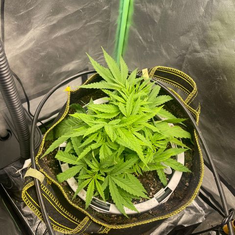 Future 1 photo growlog photo: Doing ok considering the heatwave. 