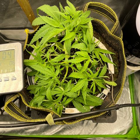 Future 1 photo growlog timeline photo