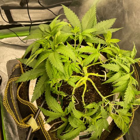 Future 1 photo growlog timeline photo