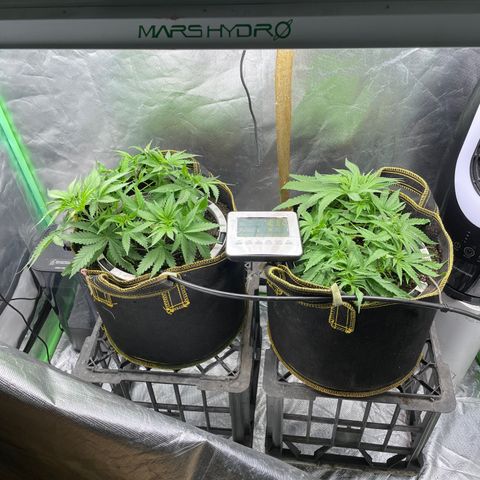 Future 1 photo growlog timeline photo