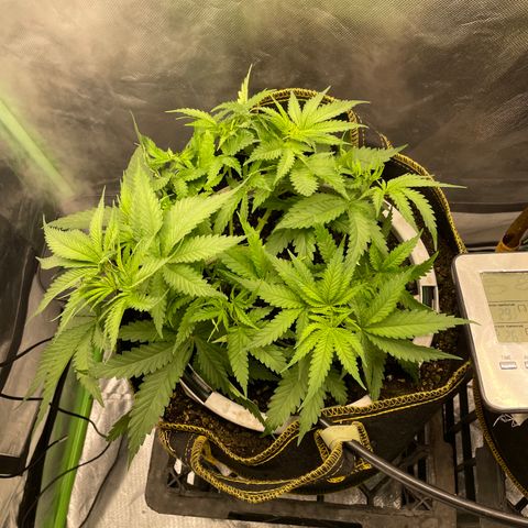 Future 1 photo growlog timeline photo