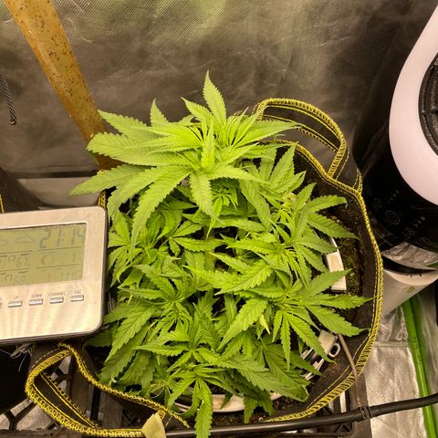 Future 1 photo growlog timeline photo
