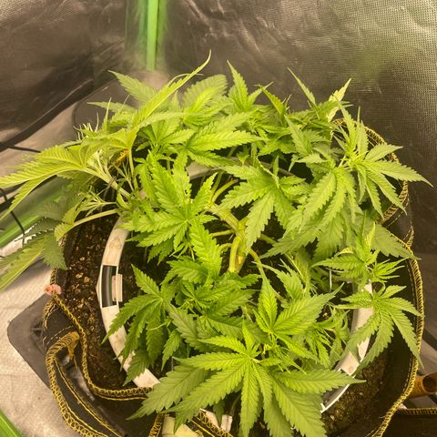 Future 1 photo growlog timeline photo