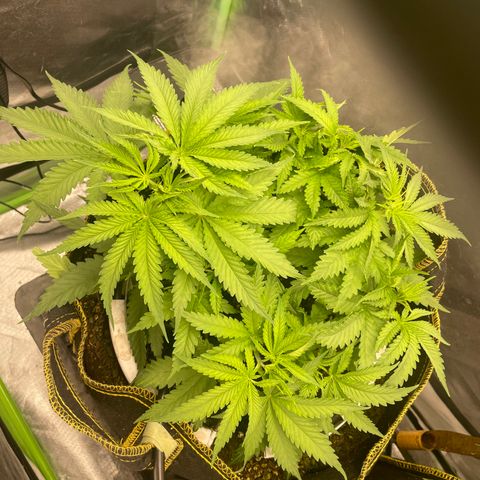 Future 1 photo growlog timeline photo