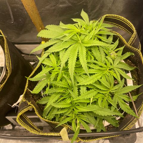 Future 1 photo growlog timeline photo