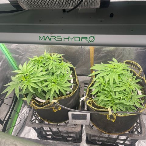 Future 1 photo growlog timeline photo