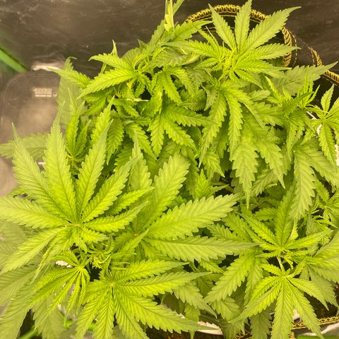 Future 1 photo growlog timeline photo