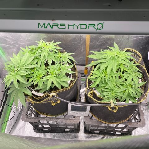 Future 1 photo growlog timeline photo
