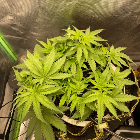 Future 1 photo growlog timeline photo