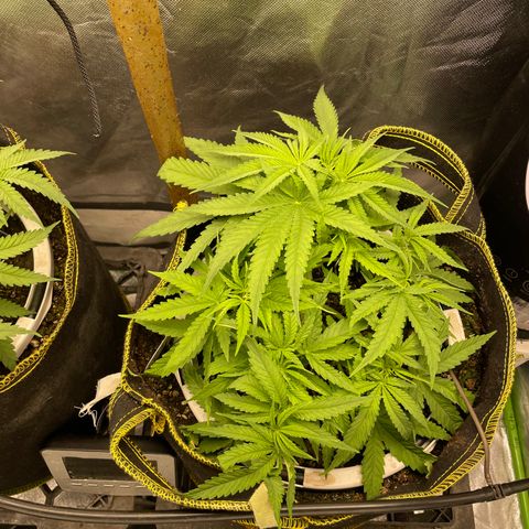 Future 1 photo growlog timeline photo