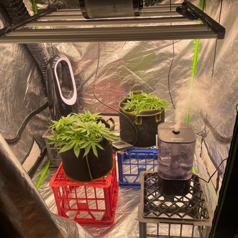 Future 1 photo growlog photo: Put in larger tent and under big light. 