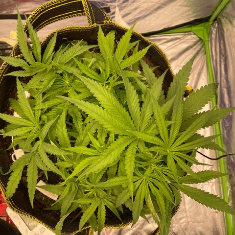 Future 1 photo growlog photo: Put in larger tent and under big light. 