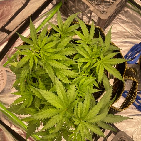 Future 1 photo growlog photo: Put in larger tent and under big light. 