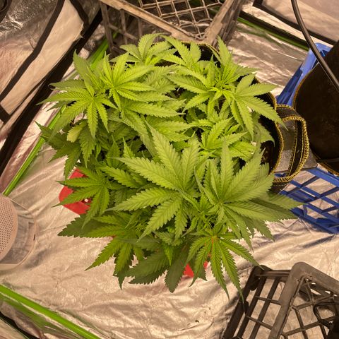 Future 1 photo growlog timeline photo