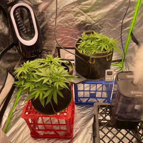 Future 1 photo growlog timeline photo