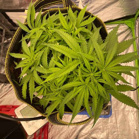 Future 1 photo growlog timeline photo