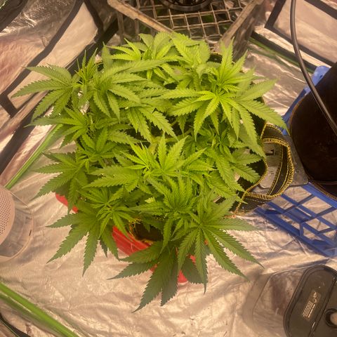 Future 1 photo growlog timeline photo