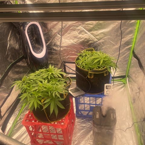 Future 1 photo growlog timeline photo