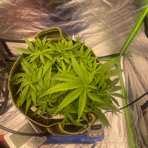 Future 1 photo growlog timeline photo