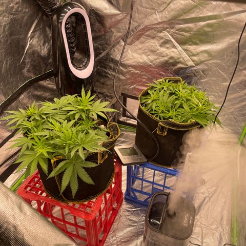 Future 1 photo growlog timeline photo