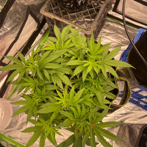 Future 1 photo growlog timeline photo