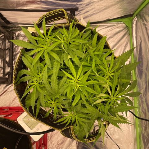 Future 1 photo growlog timeline photo