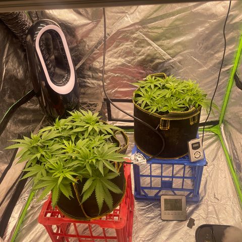 Future 1 photo growlog timeline photo