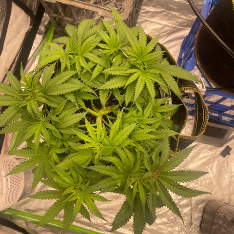 Future 1 photo growlog timeline photo
