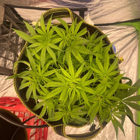 Future 1 photo growlog timeline photo