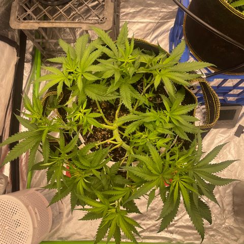 Future 1 photo growlog photo:  Looking okay I’m not used to the light growth being photo. Period. I will be getting some fruit roids to feed this week. we should see some explosive growth. 