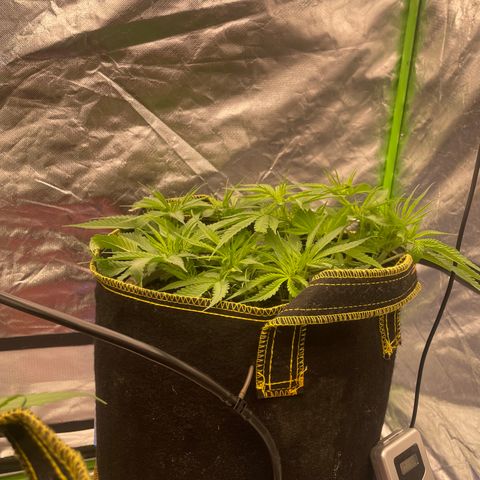 Future 1 photo growlog photo:  Looking okay I’m not used to the light growth being photo. Period. I will be getting some fruit roids to feed this week. we should see some explosive growth. 