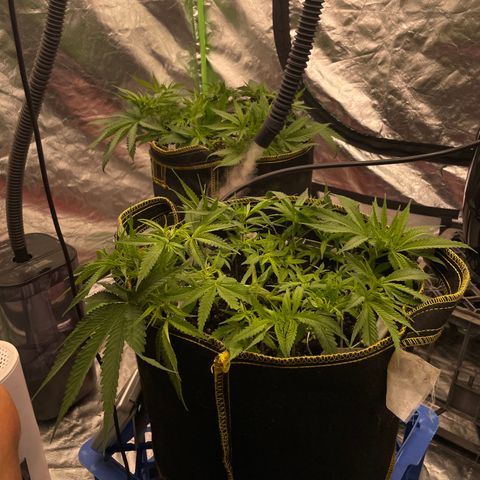 Future 1 photo growlog photo:  Looking okay I’m not used to the light growth being photo. Period. I will be getting some fruit roids to feed this week. we should see some explosive growth. 