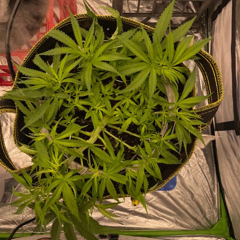 Future 1 photo growlog photo:  Looking okay I’m not used to the light growth being photo. Period. I will be getting some fruit roids to feed this week. we should see some explosive growth. 