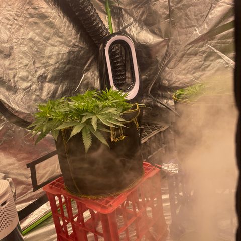 Future 1 photo growlog photo:  Looking okay I’m not used to the light growth being photo. Period. I will be getting some fruit roids to feed this week. we should see some explosive growth. 